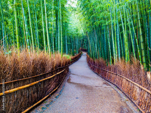 Fototapeta Naklejka Na Ścianę i Meble -  Bamboo Forest Kyoto