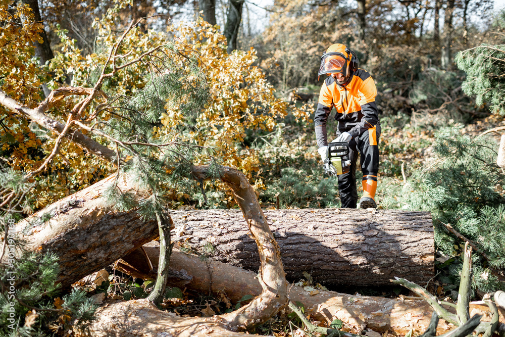 Lumberman in protective workwear sawing tree trunk in the forest. Concept of a professional logging Lumberman in protective workwear sawing tree trunk in the forest. Concept of a professional logging