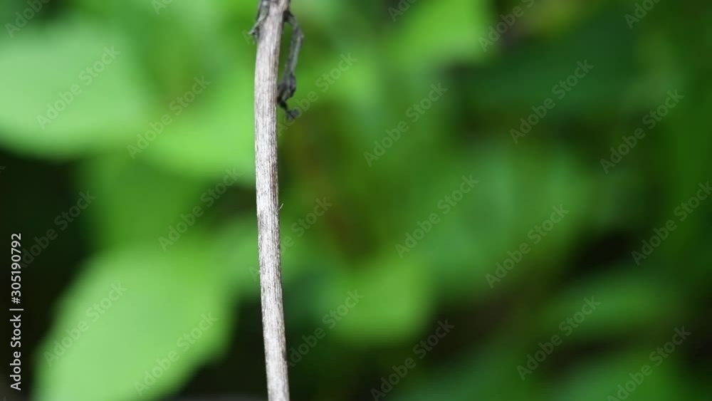 Spine-tufted skimmer or Orthetrum chrysis on a twig, wing veins show details of its structure, then takes off; in Kaeng Krachan National Park, Thailand. Spine-tufted skimmer or Orthetrum chrysis on a twig, wing veins show details of its structure, then takes off; in Kaeng Krachan National Park, Thailand.