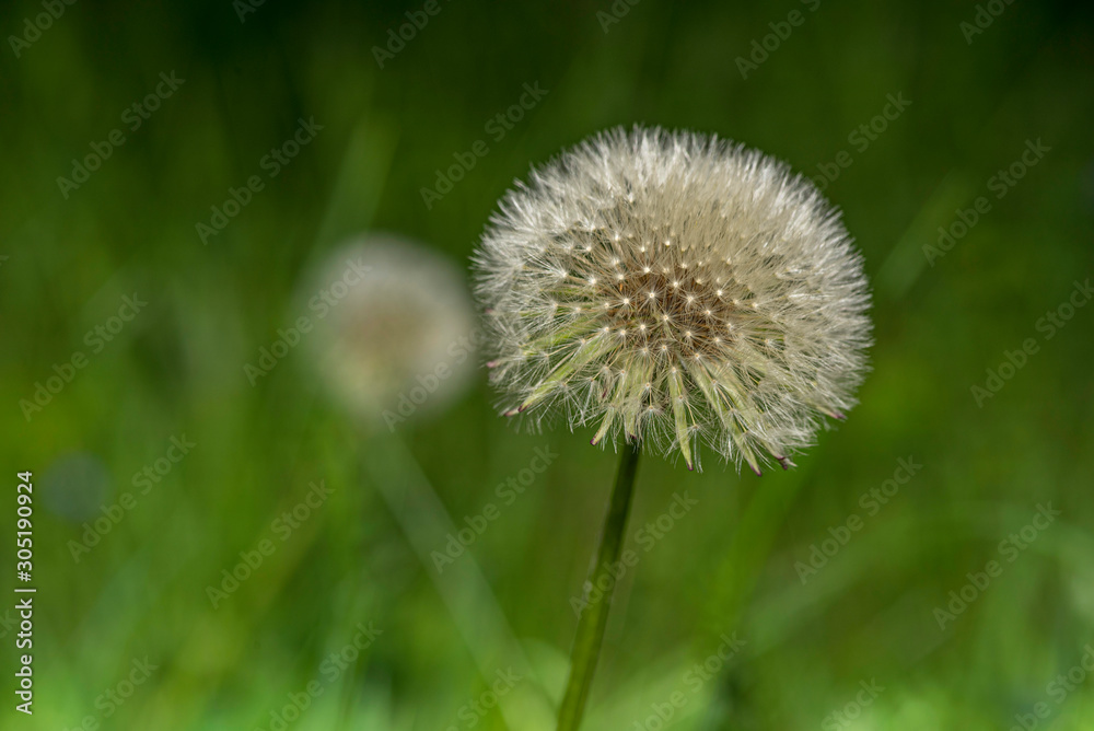 Dandelion photographed close-up in cloudy weather.
