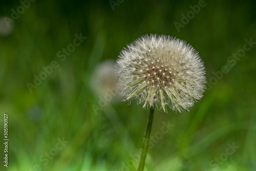 Dandelion photographed close-up in cloudy weather.