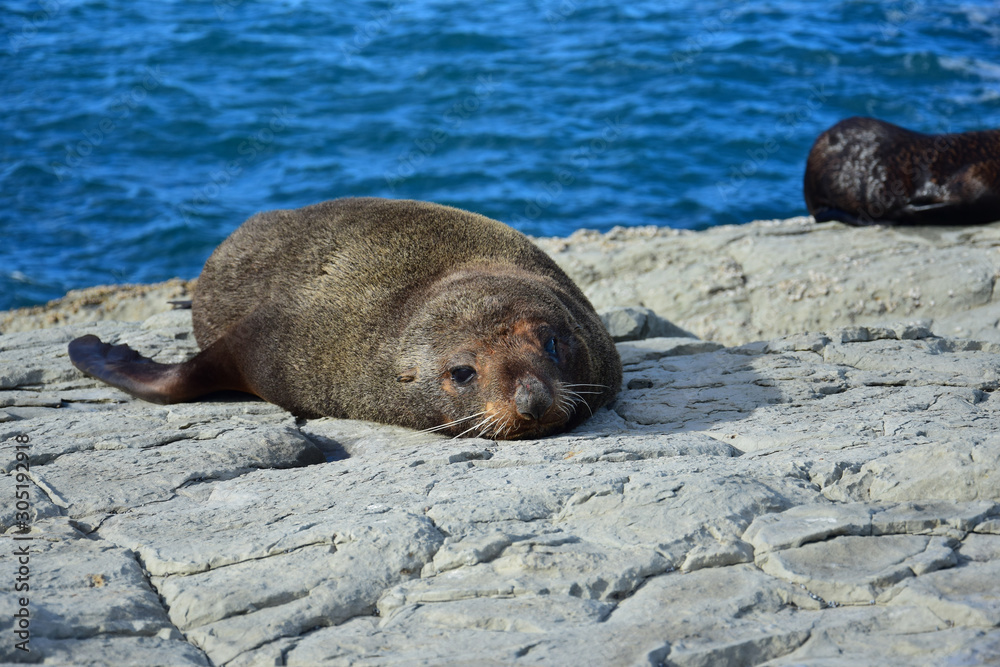 Fototapeta premium A new zealand fur seal sunbathing on a rock at Kaikoura, New Zealand, South Island.
