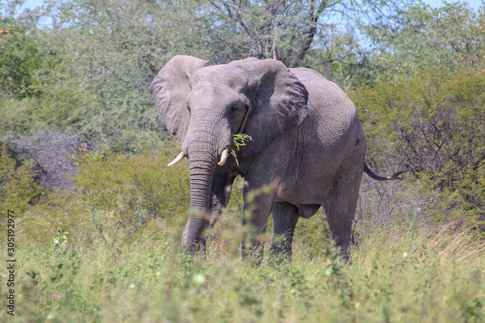 éléphant en période de musth