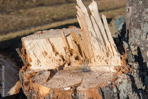 broken birch closeup. felled birch. the tree fell. logging for the winter.