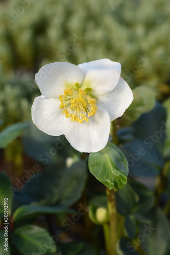 Christmas rose Christmas Carol