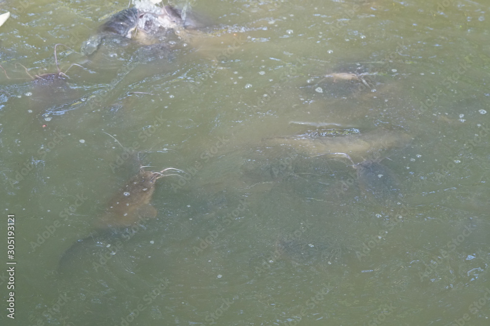 Fototapeta premium Group of fish swimming in a pool open mouth for oxygen air breathe, nature pond