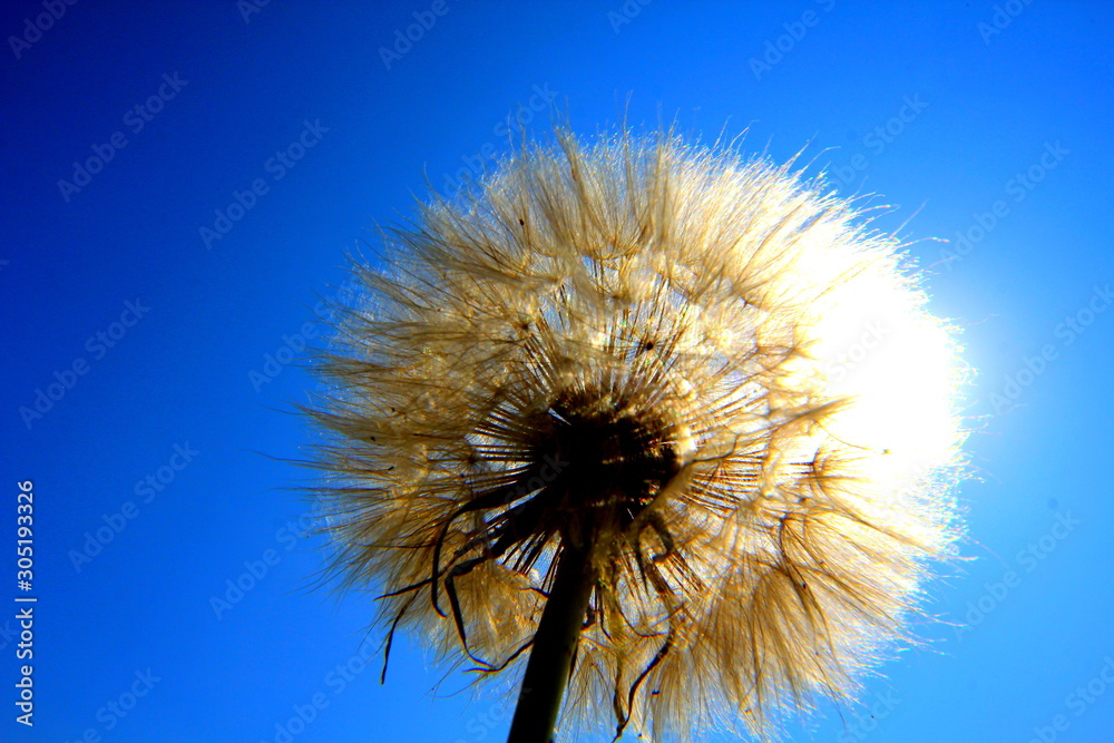 Dandelion in the blue sky.