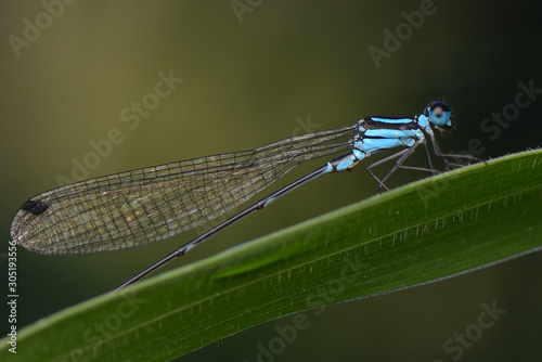 Blue dragonfly in branch