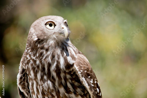 Foto this is a close up of a barking owl