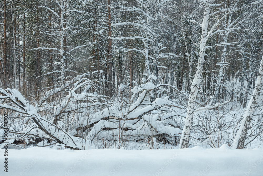 Fototapeta premium Branches in the snow. Snow on the branches in the forest. Snow hat in the trees. Freezing day.