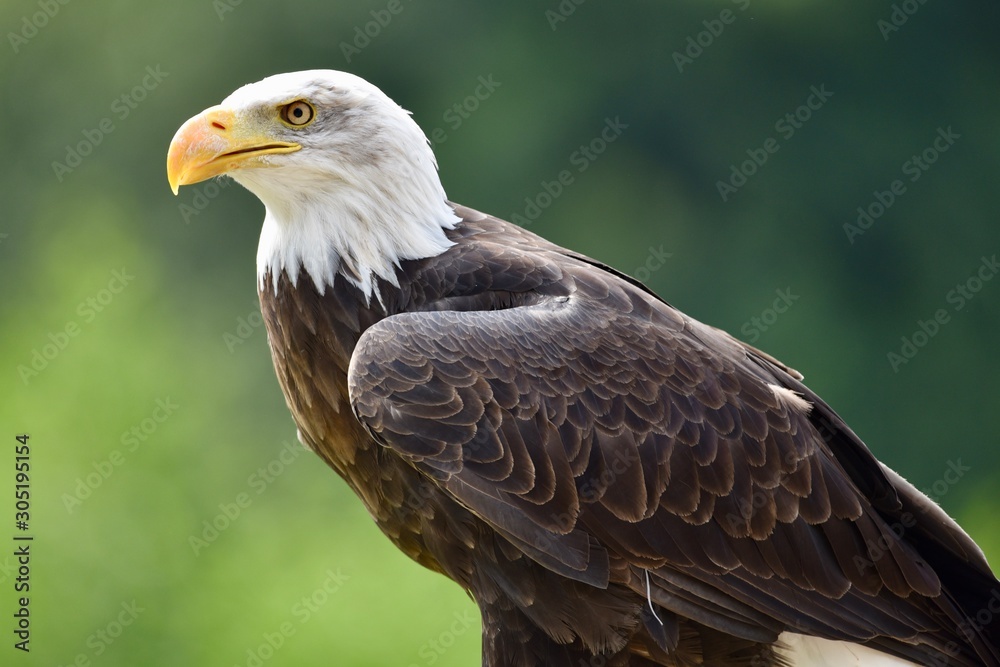 Fototapeta premium american bald eagle