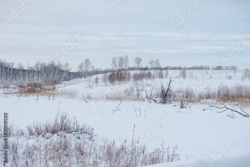 Wallpaper Mural Snow field First snow. Trees under the snow. Frosty morning. Torontodigital.ca