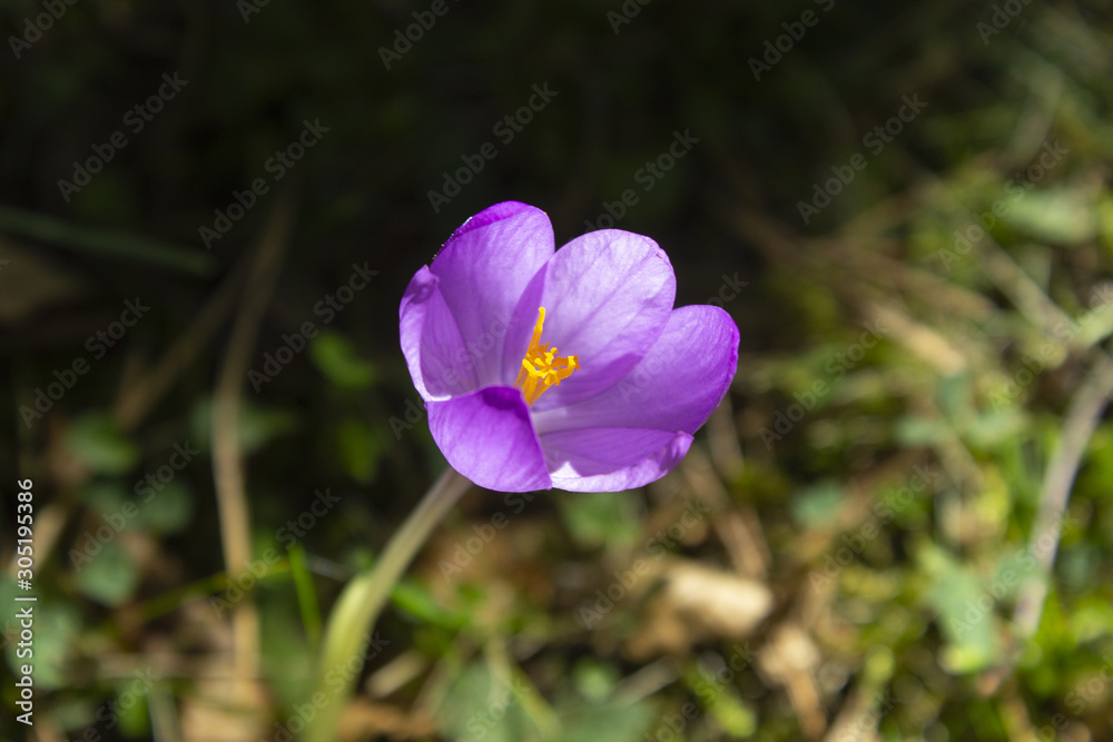purple flower of the mountains purple flower of the mountains