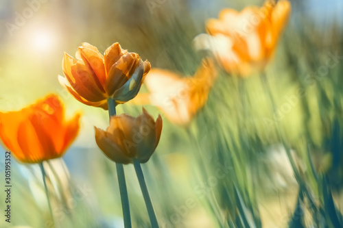 Yellow tulips in the sunlight on a beautiful blurred natural background. Spring floral background. Sunny day. Selective soft focus.