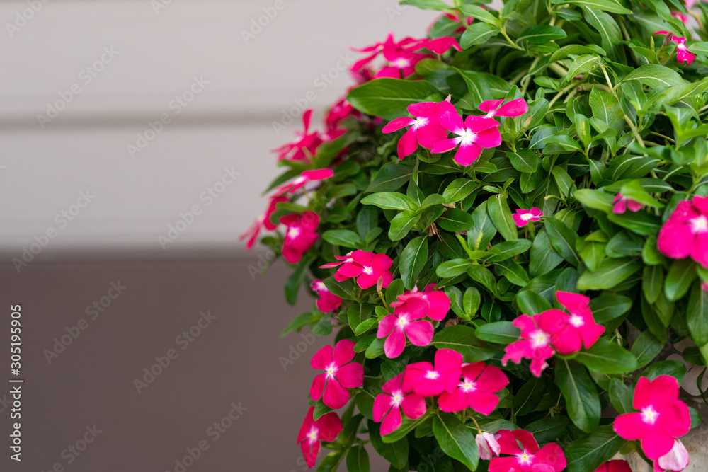  watercress flower