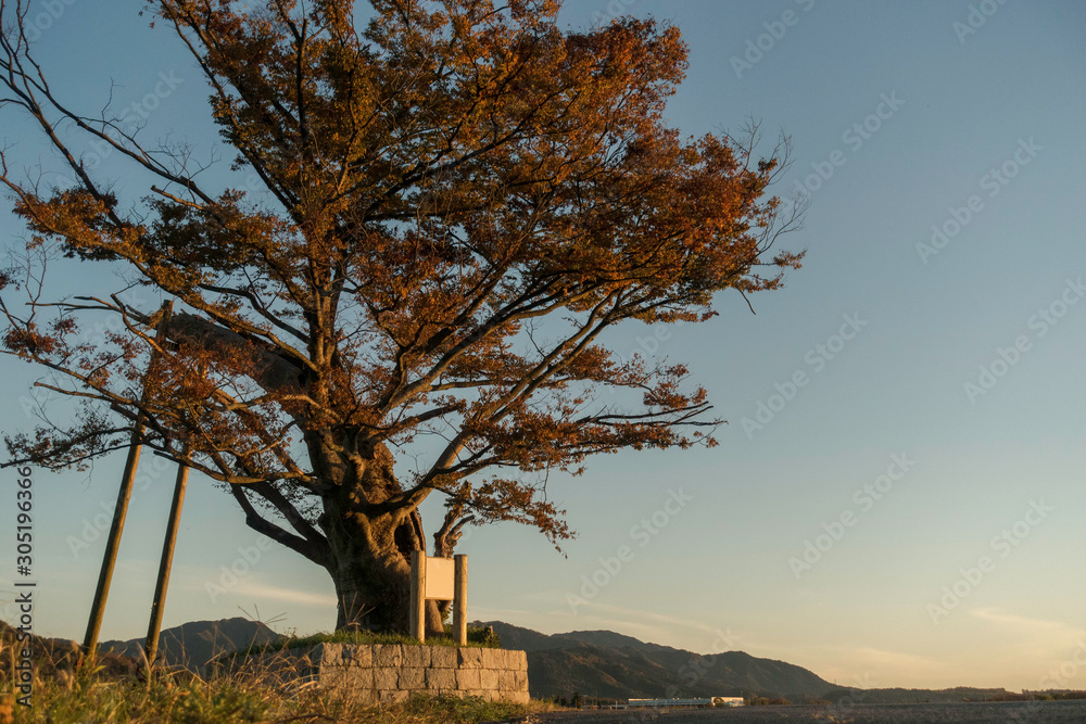 Obraz premium 滋賀県、多賀大社の御神木の女飯盛木と呼ばれるケヤキの紅葉と山の見える風景