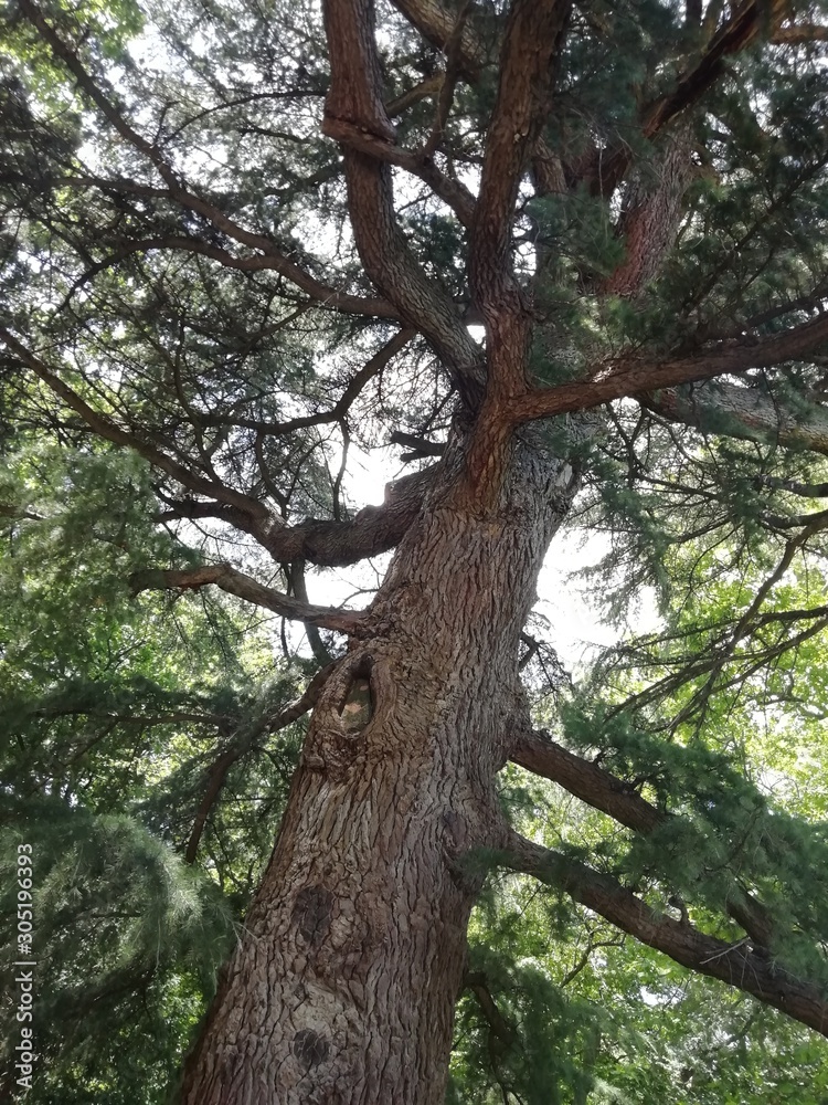 tree tree