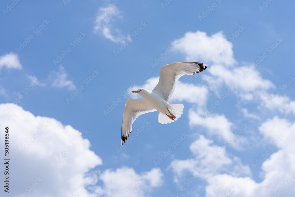 Seagull soaring in the deep blue sky. Closeup photo. Seagull soaring in the deep blue sky. Closeup photo.