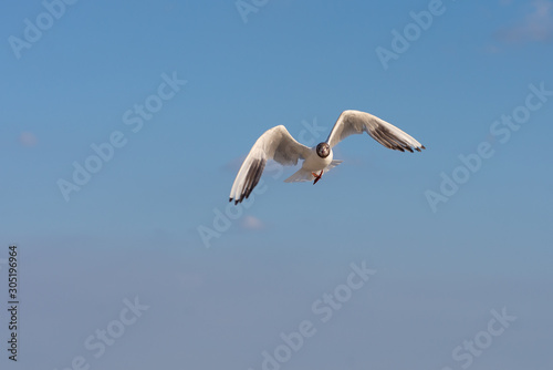 Seagull soaring in the deep blue sky. Closeup photo. 
