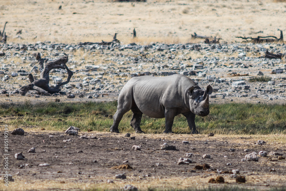 Nashorn im Etoscha Nationalpark, Namibia foto de Stock | Adobe Stock