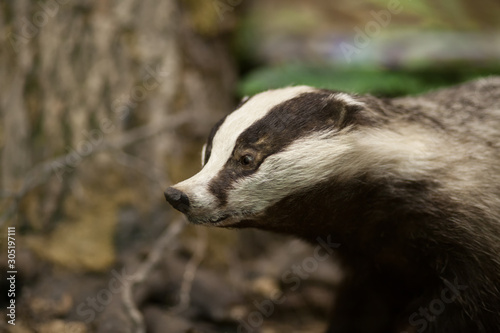 Badger in the forest. Stuffed badger. Taxidermy. Making stuffed animals © nidvoray