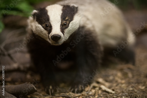 Badger in the forest. Stuffed badger. Taxidermy. Making stuffed animals © nidvoray