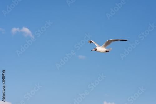 Seagull soaring in the deep blue sky. Closeup photo. 