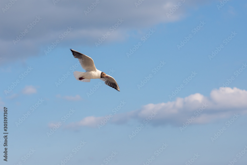 Seagull soaring in the deep blue sky. Closeup photo. Seagull soaring in the deep blue sky. Closeup photo.