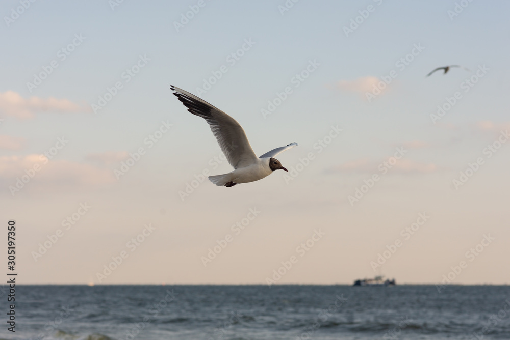 Seagull soaring in the deep blue sky. Closeup photo. Seagull soaring in the deep blue sky. Closeup photo.