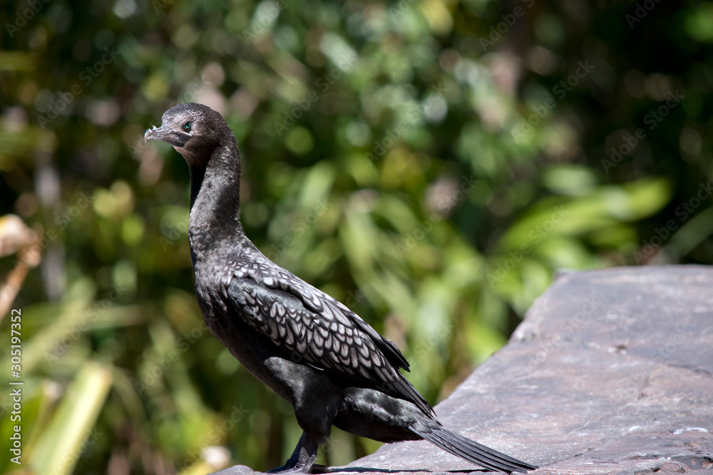 Fototapeta premium this is a close up of a little black cormorant