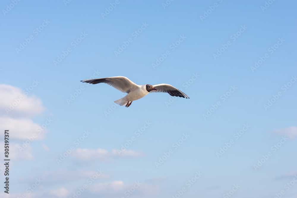 Seagull soaring in the deep blue sky.  Closeup photo. 