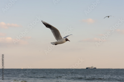 Seagull soaring in the deep blue sky.  Closeup photo. 