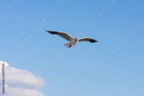 Seagull soaring in the deep blue sky.  Closeup photo. 