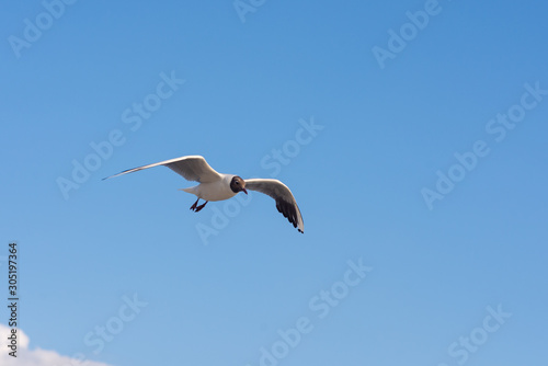 Seagull soaring in the deep blue sky.  Closeup photo. 