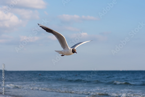 Seagull soaring in the deep blue sky.  Closeup photo. 