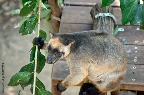 the Lumholtz Tree kangaroo is holding on to leaves photo