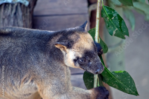 the Lumholtz Tree kangaroo is holding on to leaves photo