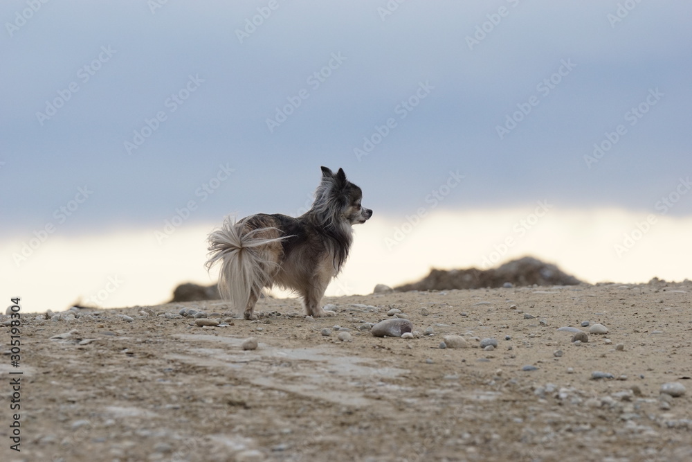 Chihuahua - der kleine Wolf Chihuahua - der kleine Wolf