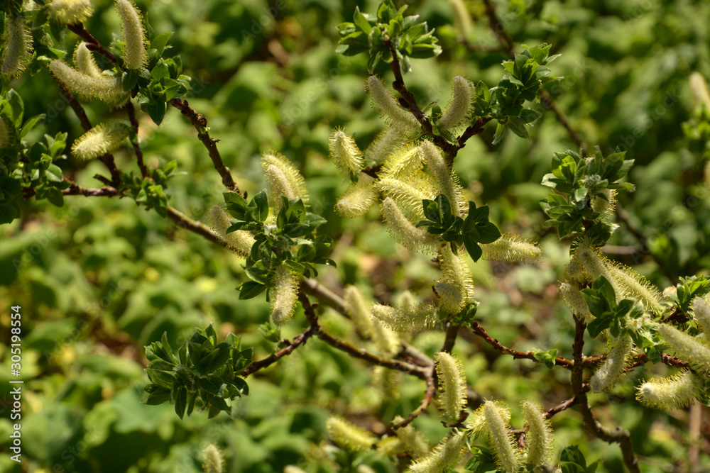 salix hastata flowers in march, blooming buds of willows or sallows as a early spring background