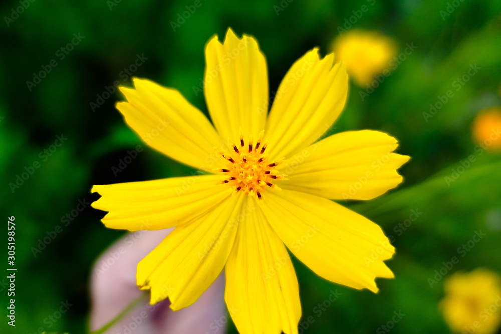 Obraz premium Yellow cosmos flower in the garden