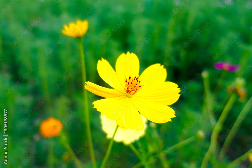 Obraz premium Yellow cosmos flower in the garden