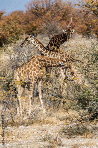 Giraffenfamilie im Etoscha Nationalpark