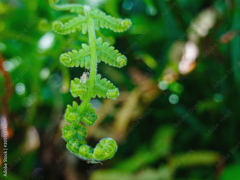 drop water on green leaf nature drop water on green leaf nature