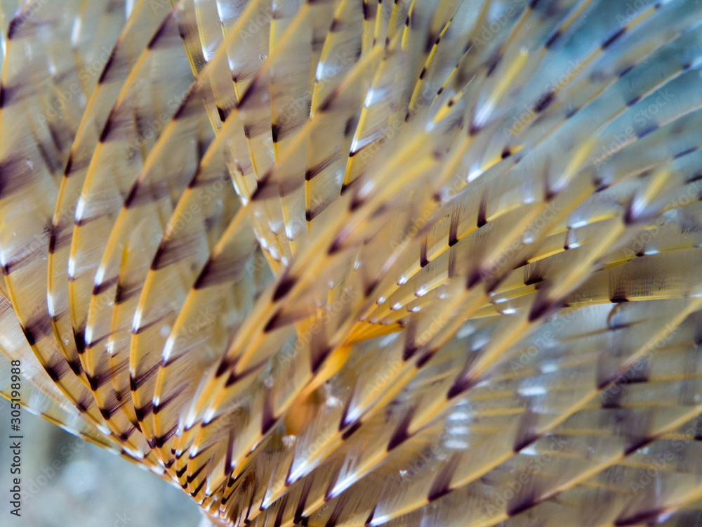 Fototapeta premium Underwater photograph of a spirograph Sabella spallanzanii, in the Mediterranean Sea