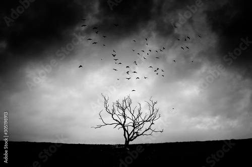 drzewo i ptaki © Waldemar