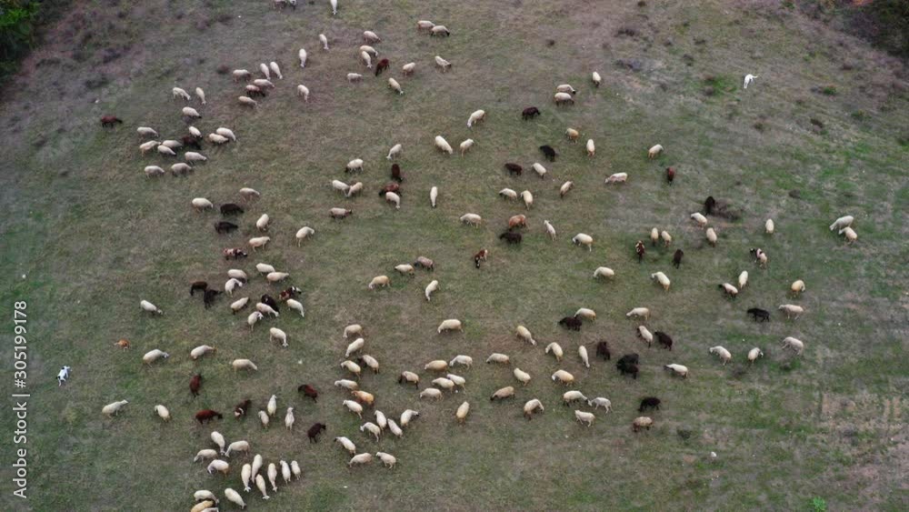 Aerial view on sheep pasturing in the field. Aerial view on sheep pasturing in the field.