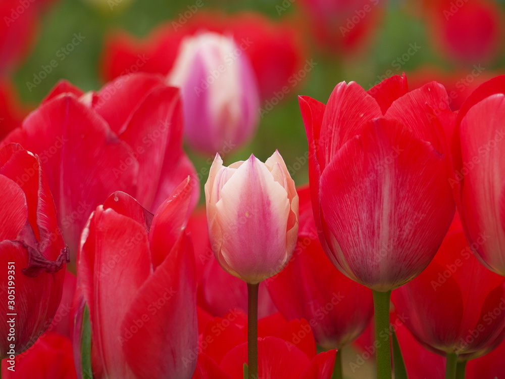 影武者チューリップ