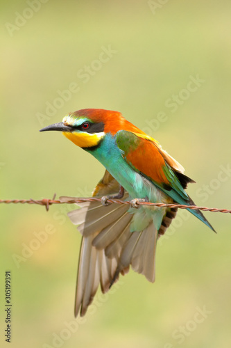 European bee-eater (Merops apiaster) perched on a barbed wire stretching