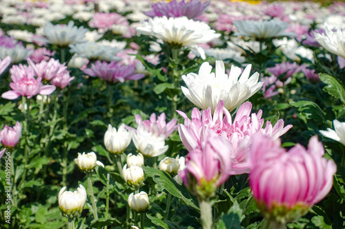 Beautiful Pink chrysanthemum flowers in the garden