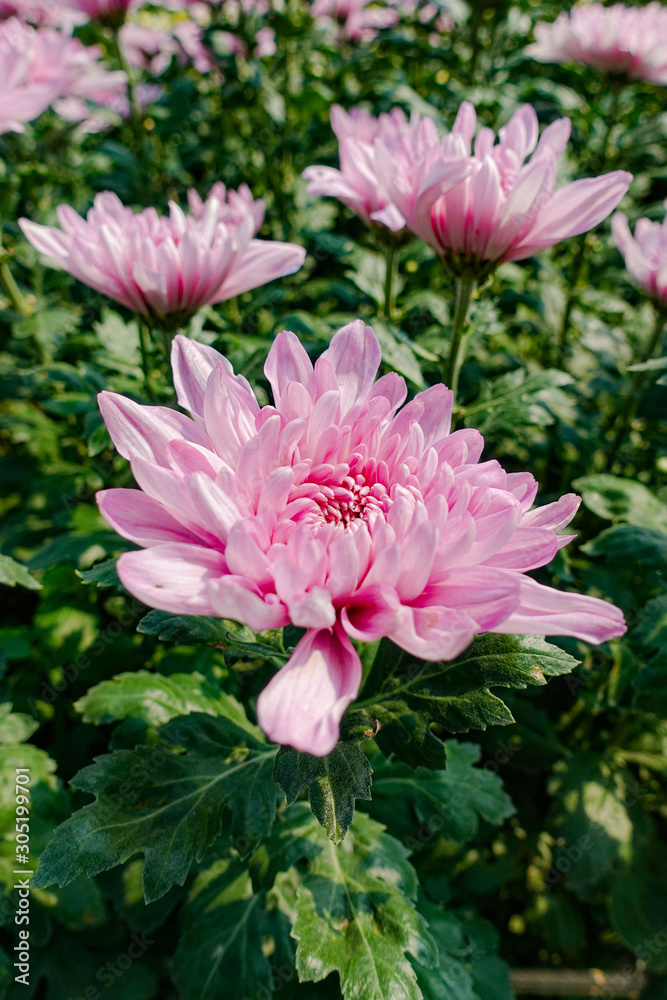 Beautiful Pink chrysanthemum flowers in the garden Beautiful Pink chrysanthemum flowers in the garden